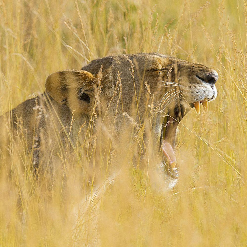 lion_wildlife_masaimara_3