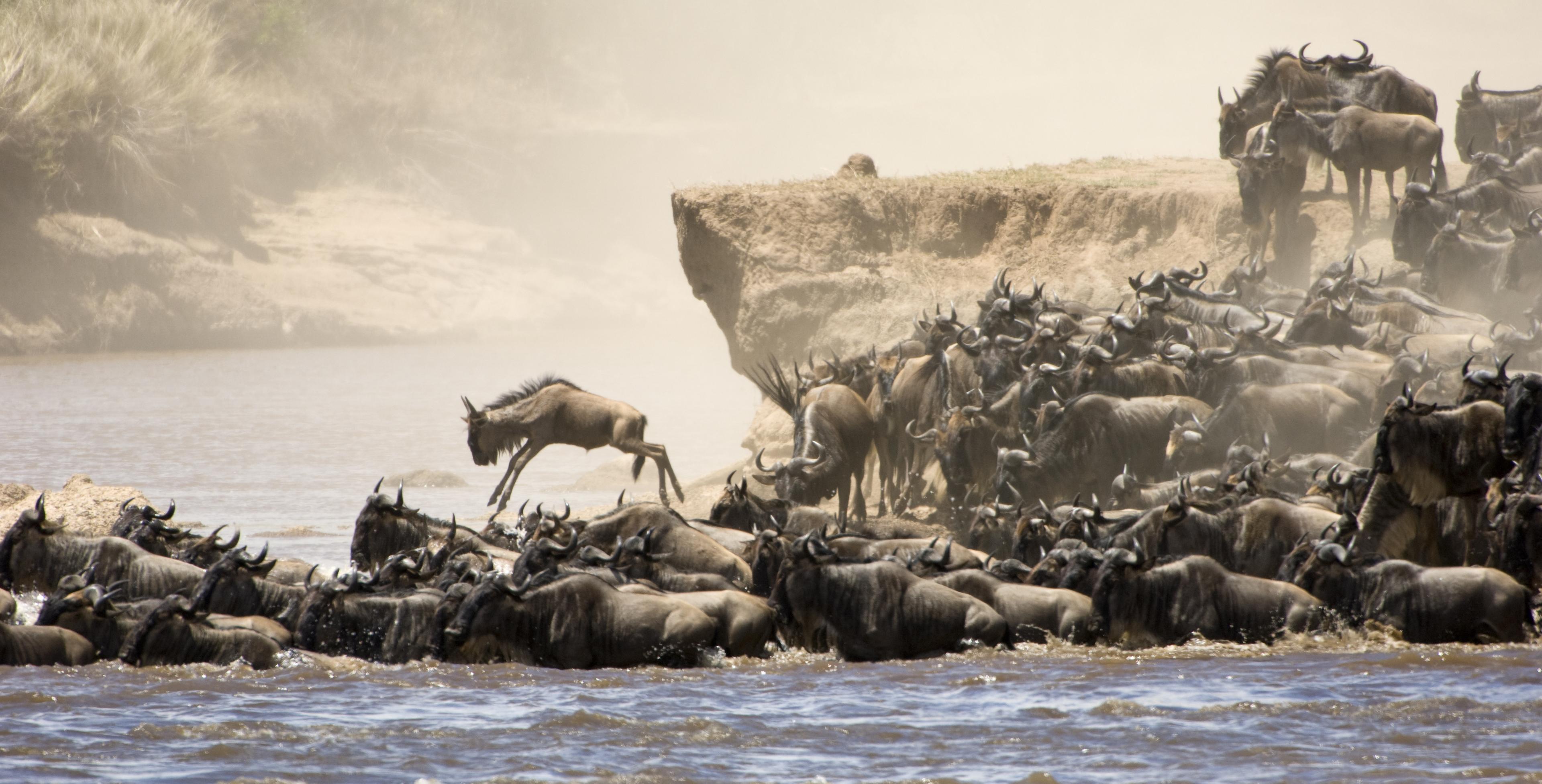 What is Wildebeest Migration Safaris Masai Mara Basecamp Explorer