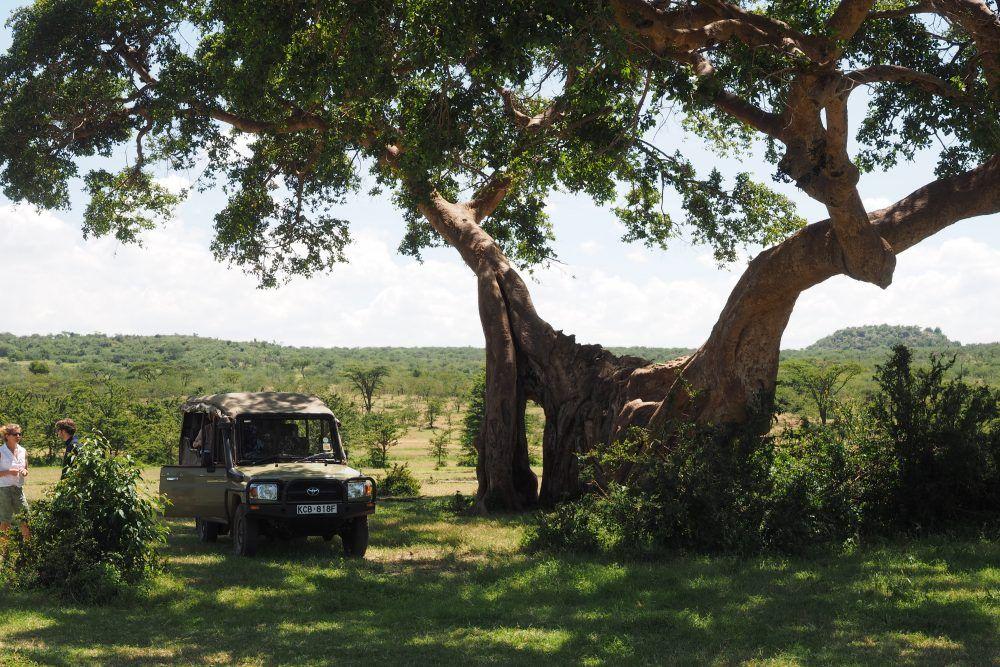 Safari jeep underneath tree, two guests standing by car, on game drive over the savannah in Masai Mara.