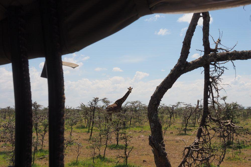 Giraffe seen from inside safari jeep on game drive in Masai Mara, Kenya.
