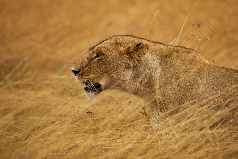 Lioness hunting in grass on the savannah in Masai Mara.
