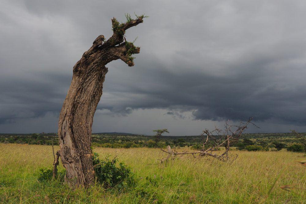 Dead tree trunk on the savannah with storm clouds in the background in Masai Mara.