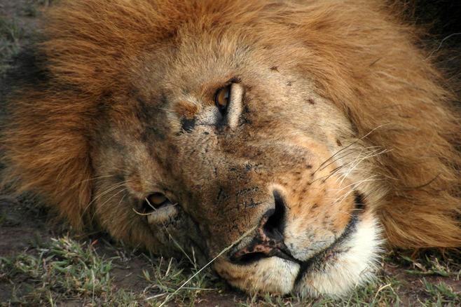 Closeup of lion lying in grass on game drive in Masai Mara.