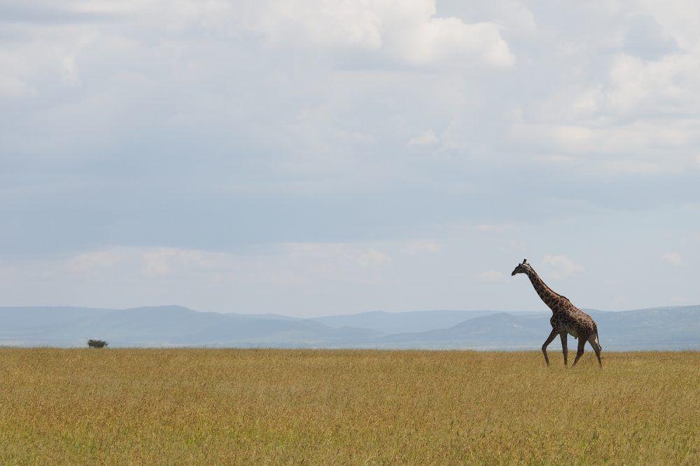 Giraffe walking over the savannah in Masai Mara, Kenya.