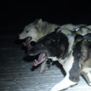 Basecamp Explorer husky dogs pulling sled in snow at night.
