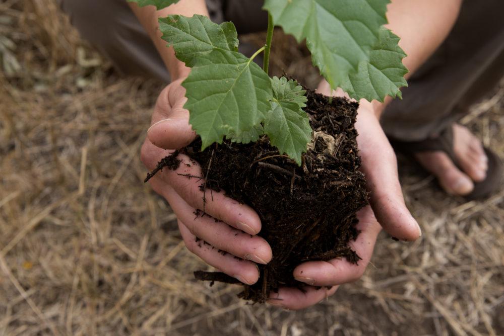 Two hands holding mound of soil with tree sapling.
