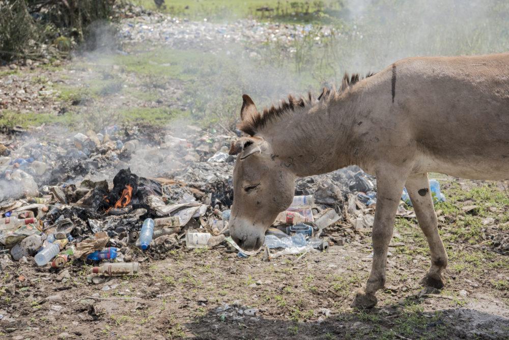 Donkey in field of plastic waste, standing near a small piece of burning plastic.