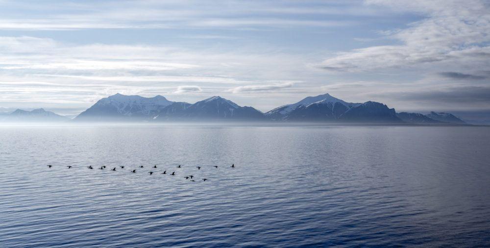 Birds at Isfjord Radio, Spitsbergen