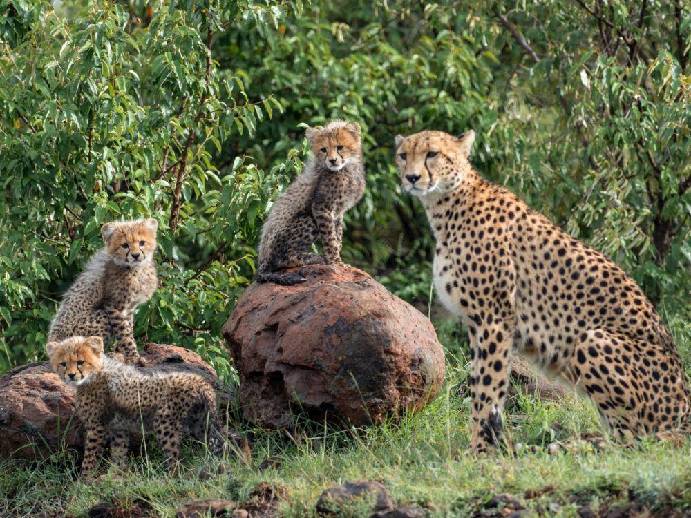 One adult female cheetah with three cheetah cubs sitting on rocks in Mara Naboisho Conservancy.