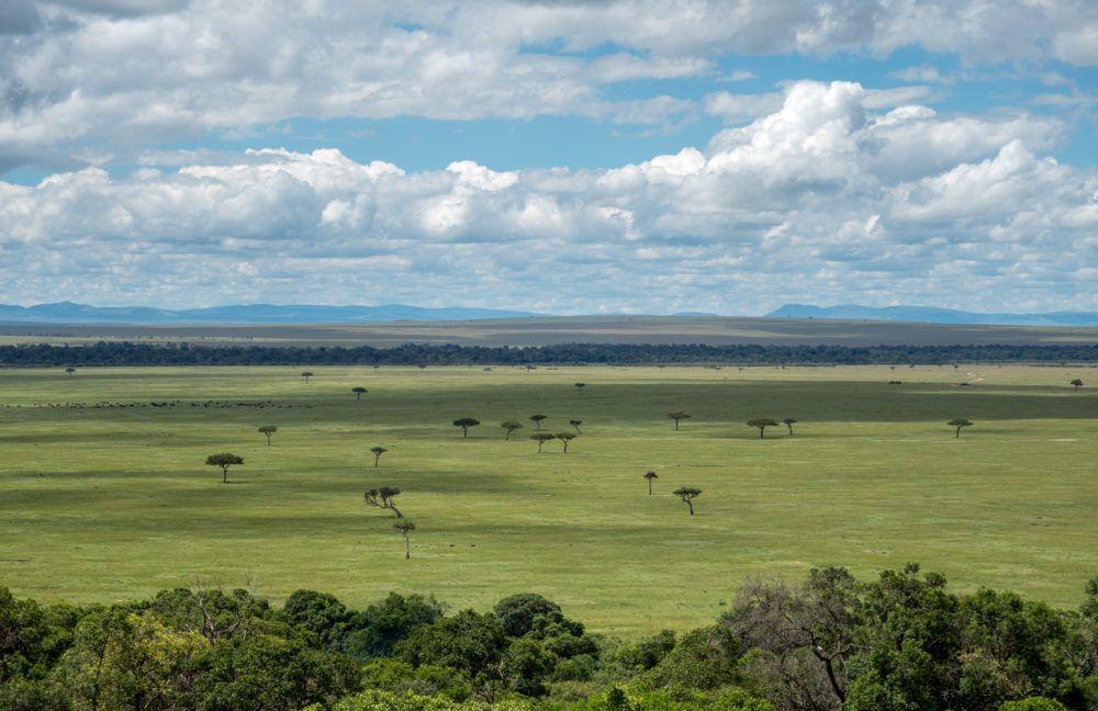 Vast green plains in Mara Naboisho Conservancy, Kenya, Africa.