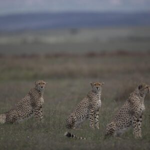 Three cheetas sitting on the savannah in Masai Mara, Kenya.