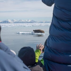 Guests on Basecamp Explorer Isfjord Ekspressen taking photos of walrus on floating ice.