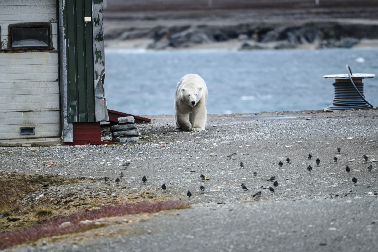 Isfjord Radio Hotel | Spitsbergen | Svalbard | Basecamp Explorer